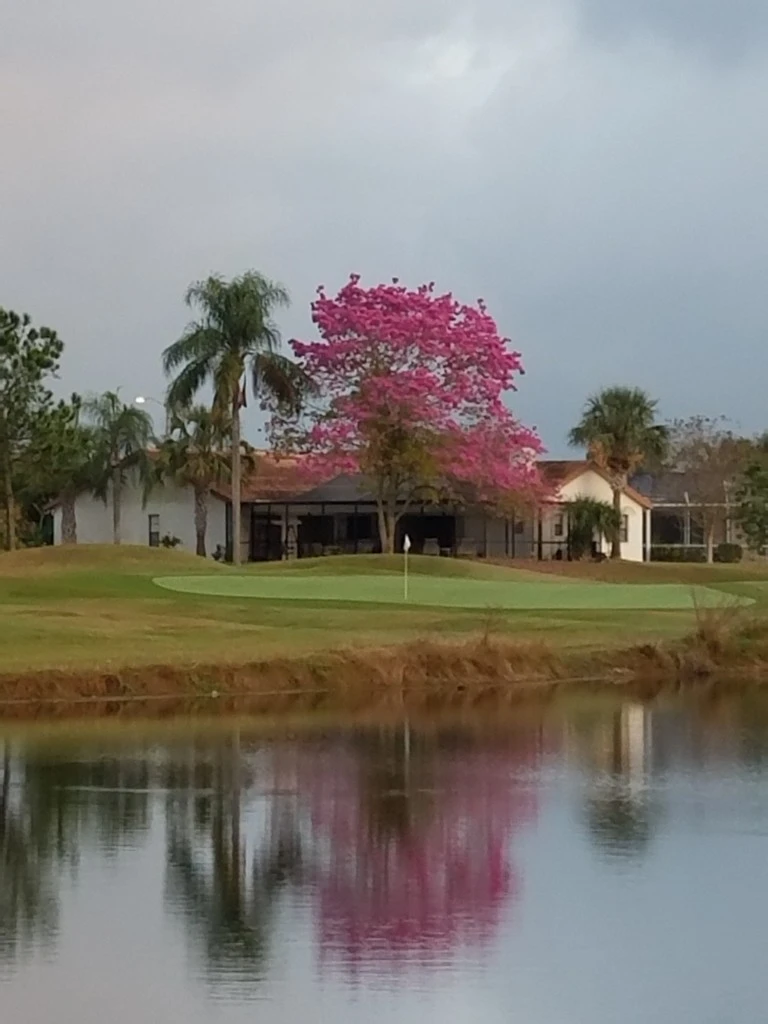 Pink tree on Golf Course