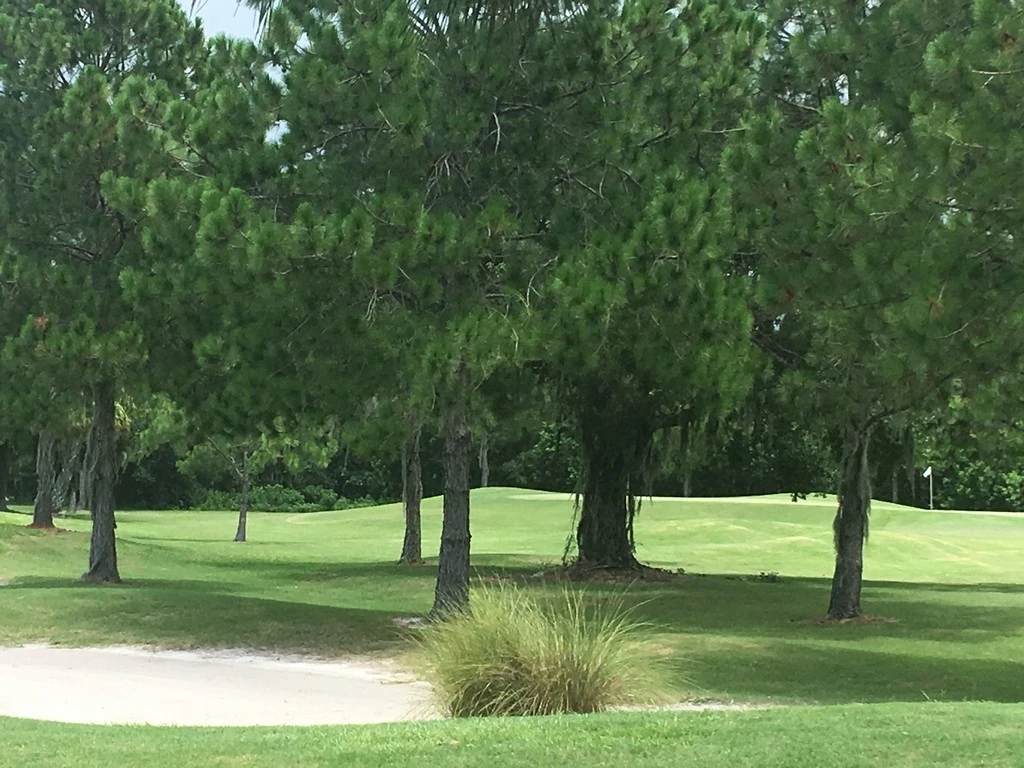 Trees on golf course
