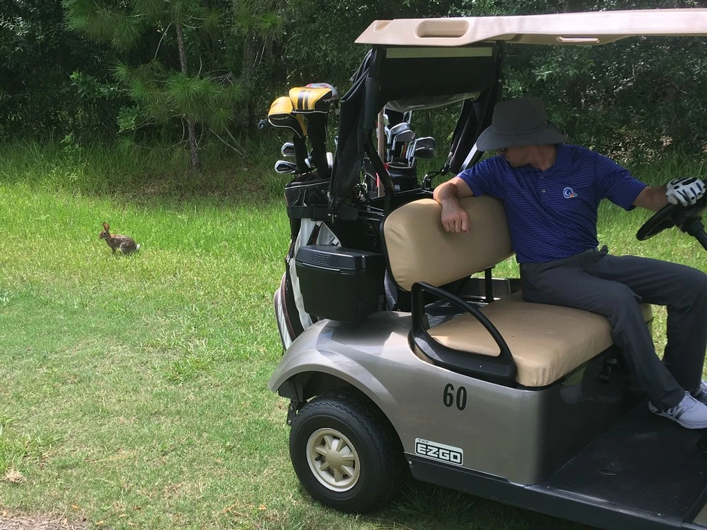 bunny near cart on golf course